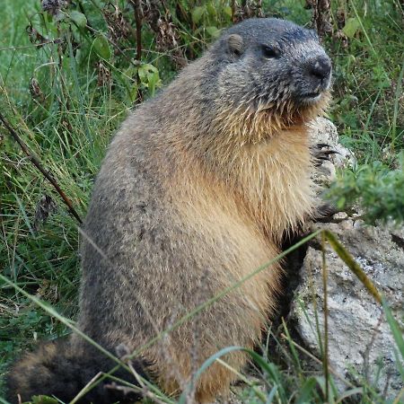 Appartamento La P'tite Marmotte Gavarnie Esterno foto